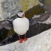 puffin_atlantic_msi_h_1237_can2544.jpg